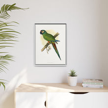llliger's Macaw (Primolius maracana) colored wood-engraved plate by Alexander Francis Lydon