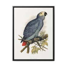 Grey Parrot (Psittacus erithacus) colored wood-engraved plate by Alexander Francis Lydon. - NOMADEN ART GALLERY