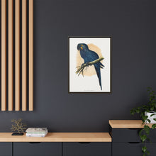 Hyacinthine Macaw (Anodorhynchus hyacinthinus) colored wood-engraved plate by Alexander Francis Lydon.