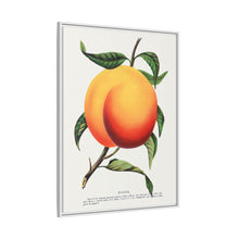 Foster peach lithograph. Digitally enhanced from our own original 1900 edition plates of Botanical Specimen published by Rochester Lithographing