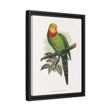 Barraband's Parakeet (Polytelis swainsonii) colored wood-engraved plate by Alexander Francis Lydon