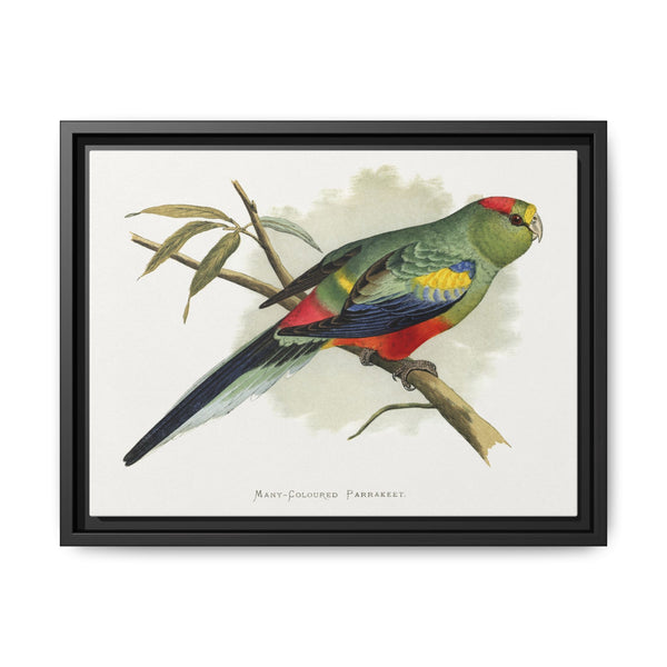 Many-Coloured Parrakeet (Psephotellus varius) colored wood-engraved plate by Alexander Francis Lydon - NOMADEN ART GALLERY