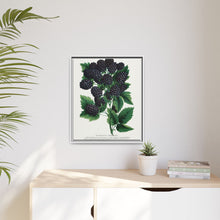 Wachusett Blackberry Lithograph | Vintage Botanical Wall Art