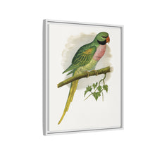 Javan Parrakeet (Psittacula alexandri) colored wood-engraved plate by Alexander Francis Lydon.