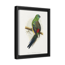 Blood or Red-Rumped Parrakeet (Psephotus haematonotus) colored wood-engraved plate by Alexander Francis Lydon - NOMADEN ART GALLERY
