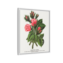 Pink roses, Crested Moss lithograph. Digitally enhanced from our own original 1900 edition plates of Botanical Specimen published by Rochester Lithographing
