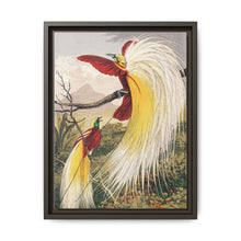 Birds of Paradise: Vintage Natural History Art by Benjamin Fawcett (1808 - 1893) - NOMADEN ART GALLERY