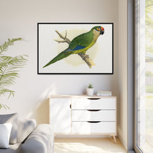 Golden-Crowned Conure (Aratinga auricapillus) colored wood-engraved plate by Alexander Francis Lydon