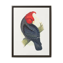 Gang-Gang Cockatoo (Callocephalon fimbriatum) colored wood-engraved plate by Alexander Francis Lydon - NOMADEN ART GALLERY