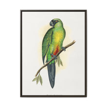 Masked Parrakeet (Prosopeia personata) colored wood-engraved plate by Alexander Francis Lydon