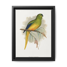 Elegant Parrakeet (Neophema elegans) colored wood-engraved plate by Alexander Francis Lydon - NOMADEN ART GALLERY