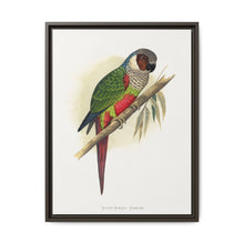 White-Eared Conure (Pyrrhura leucotis) colored wood-engraved plate by Alexander Francis Lydon - NOMADEN ART GALLERY