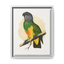 Senegal Parrot (Poicephalus senegalus) colored wood-engraved plate by Alexander Francis Lydon. - NOMADEN ART GALLERY