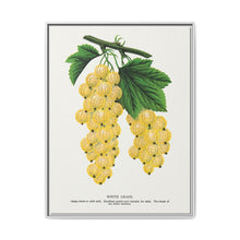White grape lithograph. Digitally enhanced from our own original 1900 edition plates of Botanical Specimen published by Rochester Lithographing - NOMADEN ART GALLERY