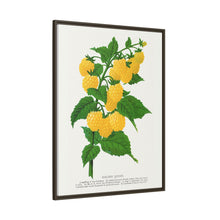 Golden queen raspberry lithograph. Digitally enhanced from our own original 1900 edition plates of Botanical Specimen published by Rochester Lithographing