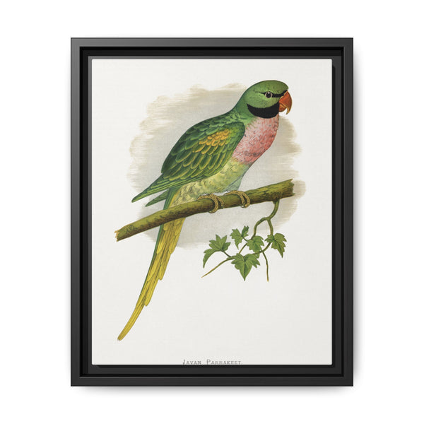 Javan Parrakeet (Psittacula alexandri) colored wood-engraved plate by Alexander Francis Lydon. - NOMADEN ART GALLERY