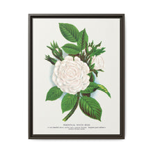 Rose, Perpetual White Moss lithograph. Digitally enhanced from our own original 1900 edition plates of Botanical Specimen published by Rochester Lithographing - NOMADEN ART GALLERY
