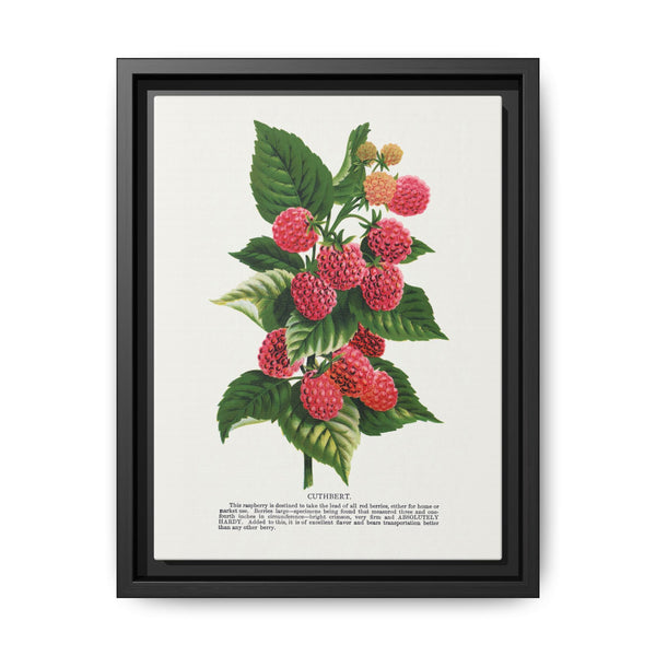 Cuthbert raspberry lithograph. Digitally enhanced from our own original 1900 edition plates of Botanical Specimen published by Rochester Lithographing - NOMADEN ART GALLERY
