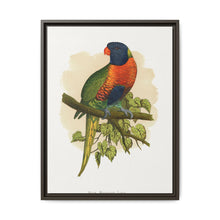 Blue Mountain Lory (Trichoglossus moluccanus) colored wood-engraved plate by Alexander Francis Lydon. - NOMADEN ART GALLERY