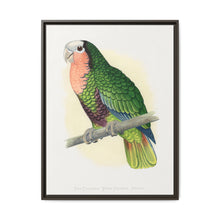 Red-Throated White-Fronted Amazon (Amazona leucocephala) colored wood-engraved plate by Alexander Francis Lydon. - NOMADEN ART GALLERY