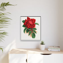 Red rose, Alfred Colomb lithograph. Digitally enhanced from our own original 1900 edition plates of Botanical Specimen published by Rochester Lithographing
