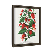Prunus Triloba flower lithograph. Digitally enhanced from our own original 1900 edition plates of Botanical Specimen published by Rochester Lithographing