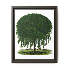Kilmarnock Weeping Willow tree lithograph. Digitally enhanced from our own original 1900 edition plates of Botanical Specimen published by Rochester Lithographing - NOMADEN ART GALLERY