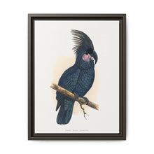Great Black Cockatoo (Probosciger aterrimus) colored wood-engraved plate by Alexander Francis Lydon - NOMADEN ART GALLERY