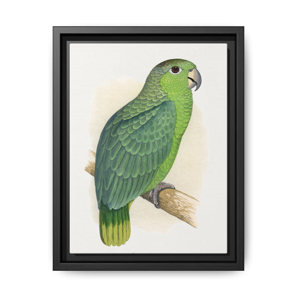 Mealy Amazon (Amazona farinosa) colored wood-engraved plate by Alexander Francis Lydon - NOMADEN ART GALLERY