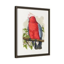 Rose-Breasted Cockatoo (Eolophus roseicapillus) colored wood-engraved plate by Alexander Francis Lydon.