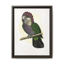 Hawk-Headed Parrot (Deroptyus accipitrinus) colored wood-engraved plate by Alexander Francis Lydon. - NOMADEN ART GALLERY