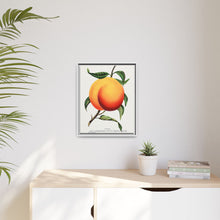 Foster peach lithograph. Digitally enhanced from our own original 1900 edition plates of Botanical Specimen published by Rochester Lithographing