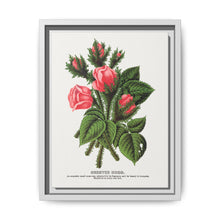 Pink roses, Crested Moss lithograph. Digitally enhanced from our own original 1900 edition plates of Botanical Specimen published by Rochester Lithographing - NOMADEN ART GALLERY