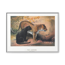 The Leopard from Zoological sketches (1861-1867) by Joseph Wolf and Philip Lutley Sclater - NOMADEN ART GALLERY