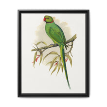 Ring-Necked or Bengal Parakeet (Psittacula columboides) colored wood-engraved plate by Alexander Francis Lydon - NOMADEN ART GALLERY