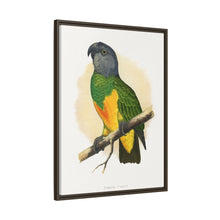 Senegal Parrot (Poicephalus senegalus) colored wood-engraved plate by Alexander Francis Lydon.