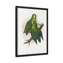 Passerine or Blue-winged Parrakeet (Psittacula columboides) colored wood-engraved plate by Alexander Francis Lydon