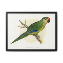 Golden-Crowned Conure (Aratinga auricapillus) colored wood-engraved plate by Alexander Francis Lydon - NOMADEN ART GALLERY