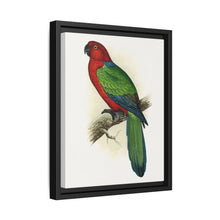 Red Shining Parrakeet (Prosopeia tabuensis) colored wood-engraved plate by Alexander Francis Lydon - NOMADEN ART GALLERY