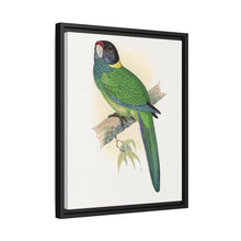 Lydon's Yellow-Naped Parrakeet | Vintage Bird Wall Art Print