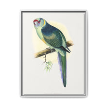 Barnard's Parrakeet (Barnardius barnardi) colored wood-engraved plate by Alexander Francis Lydon - NOMADEN ART GALLERY