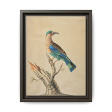Coracias Benghalensis by Sarah Stone - NOMADEN ART GALLERY