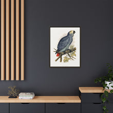 Grey Parrot (Psittacus erithacus) colored wood-engraved plate by Alexander Francis Lydon.