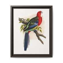 Rose-Hill or Rosella Parrakeet (Platycercus eximius) colored wood-engraved plate by Alexander Francis Lydon - NOMADEN ART GALLERY