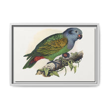 Red-Vented Parrot (Amazona martinicana) colored wood-engraved plate by Alexander Francis Lydon - NOMADEN ART GALLERY