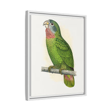 Jamaica Parrot (Amazona collaria) colored wood-engraved plate by Alexander Francis Lydon