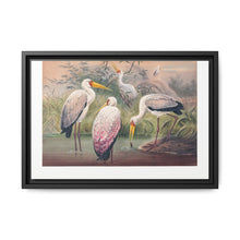 The African Wood Ibis from Zoological sketches (1861-1867) by Joseph Wolf and Philip Lutley Sclater - NOMADEN ART GALLERY