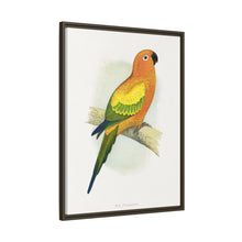Sun Parrakeet (Aratinga solstitialis) colored wood-engraved plate by Alexander Francis Lydon