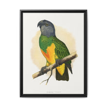 Senegal Parrot (Poicephalus senegalus) colored wood-engraved plate by Alexander Francis Lydon. - NOMADEN ART GALLERY