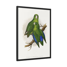 Passerine or Blue-winged Parrakeet (Psittacula columboides) colored wood-engraved plate by Alexander Francis Lydon